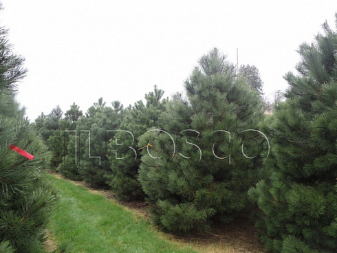 sosna-chernaya-pinus-nigra-derevya-ryadami