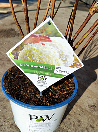 Гортензия древовидная 'Стронг Аннабель' (Hydrangea arborescens 'Strong Annabelle')