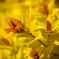 Спирея японская 'Голден Принцесс' (Spiraea japonica 'Golden Princess')