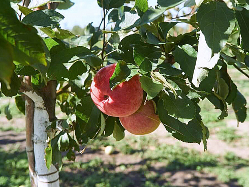 yablonya-domashnyaya-mechta-malus-domestica-mechta-derevo