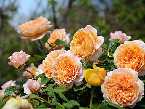roza-kroun-princessa-margaret-rose-crown-princess-margareta-povtorno-cvetushchij-sort