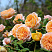 roza-kroun-princessa-margaret-rose-crown-princess-margareta-povtorno-cvetushchij-sort