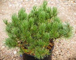 Сосна горная 'Винтер Голд' (Pinus mugo 'Winter Gold')