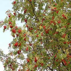 Рябина обыкновенная (Sorbus aucuparia)