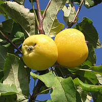 Яблоня домашняя 'Китайка золотая' (Malus domestica 'Китайка золотая')