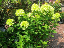 Гортензия метельчатая 'Мохито' (Hydrangea paniculata 'Mojito')