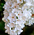 Сирень обыкновенная 'Рочестер' (Syringa vulgaris 'Rochester')