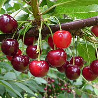 Вишня обыкновенная 'Тамарис' (Prunus vulgaris 'Легенда')