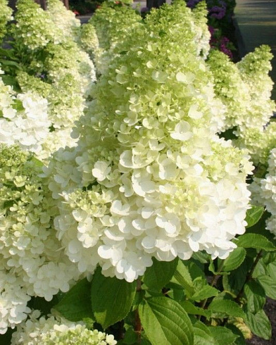 gortenziya-metelchataya-kehndllajt-hydrangea-paniculata-candlelight-socvetiya-krupnye