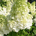 gortenziya-metelchataya-kehndllajt-hydrangea-paniculata-candlelight-socvetiya-krupnye