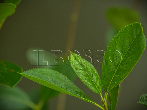 aroniya-chernoplodnaya-ryabina-chernoplodnaya-aronia-melanocarpa-list.jpg