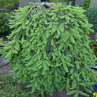 Ель обыкновенная 'Инверса' (Picea abies 'Inversa')