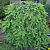 Ель обыкновенная 'Инверса' (Picea abies 'Inversa')