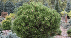 Сосна горная 'Хессе' (Pinus mugo 'Hesse')