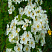 boyaryshnik-odnopestichnyj-crataegus-monogyna-cvety.jpg