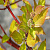Дерен белый 'Ауреа' (Cornus alba 'Aurea')
