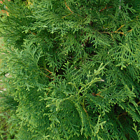 Туя западная 'Фастигиата' (Thuja occidentalis 'Fastigiata')