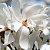 Магнолия Лебнера 'Меррилл'  (Magnolia loebneri 'Merrill' )