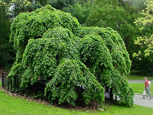 vyaz-shershavyj-ulmus-glabra-vzrosloe-derevo