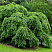 vyaz-shershavyj-ulmus-glabra-vzrosloe-derevo
