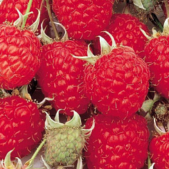 Малина 'Красная королева' (Rubus idaeus 'Красная королева')