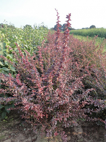 barbaris-tunberga-atropurpurea-berberis-thunbergii-atropurpurea-kust.jpg