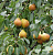 Груша дерево-сад 3 сорта (Pyrus communis)