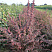 barbaris-tunberga-atropurpurea-berberis-thunbergii-atropurpurea-kust.jpg