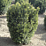 tiss-ostrokonechnyj-nana-taxus-cuspidata-nana-derevo