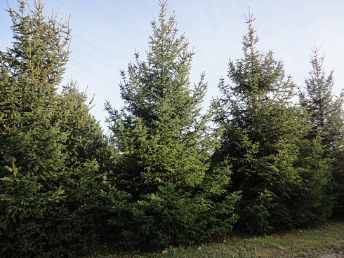 el-obyknovennaya-picea-abies-derevya-ryadami