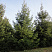 el-obyknovennaya-picea-abies-derevya-ryadami