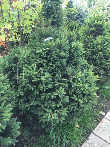 el-obyknovennaya-remontii-picea-abies-remontii-derevya-ryadami