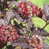 Пузыреплодник калинолистный 'Шух' (Physocarpus opulifolium 'Schucht')