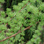 Лиственница европейская (Larix decidua)