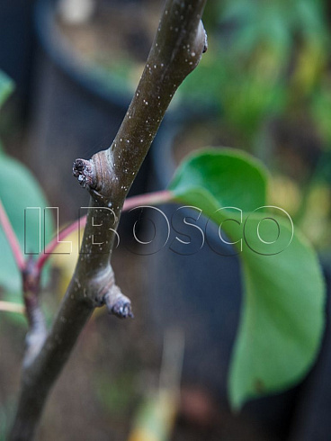 grusha-obyknovennaya-rogneda-pyrus-communis-kora.jpg
