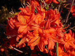Рододендрон листопадный 'Фаербол' (Rhododendron luteum 'Fireboll')