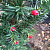Тисс средний 'Хикси' (Taxus media 'Hicksii')