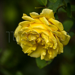 Роза 'Голден Гейт' (Rosa 'Golden Gate')