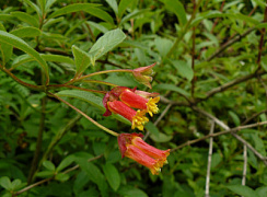 Жимолость покрывальная (Lonicera involucrata)