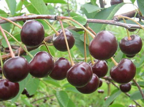 vishnya-obyknovennaya-vladimirskaya-cerasus-vulgaris-vladimirskaya-sbor-plodov-v-iyule
