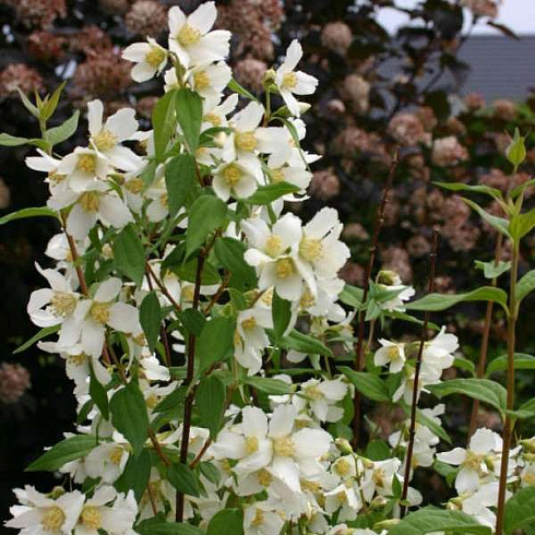 chubushnik-ehrektus-philadelphus-erectus-cvety.jpg