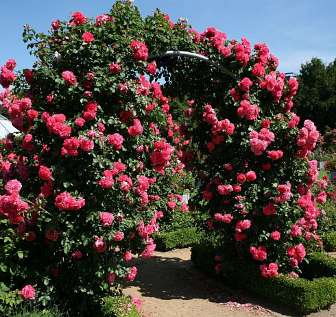 roza-pletistaya-rozarium-yutersen-rosa-rosarium-uetersen-pobegi-vyushchiesya