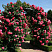 roza-pletistaya-rozarium-yutersen-rosa-rosarium-uetersen-pobegi-vyushchiesya