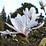 magnoliya-zvezdchataya-magnolia-stellata-cvetok.jpg