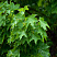 klen-ostrolistnyj-acer-platanoides-listya