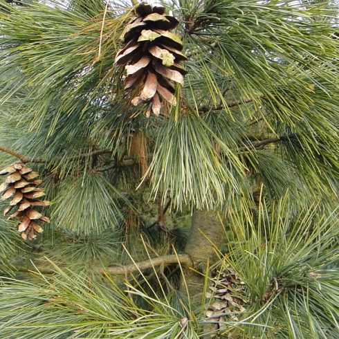 sosna-rumelijskaya-pinus-peuce-krona-tonkaya-konusnaya