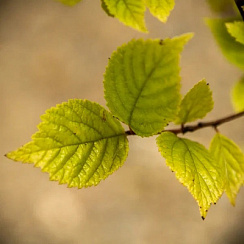 Вишня войлочная (Prunus tomentosa)