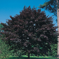 Клен остролистный 'Фассенс Блэк' (Acer platanoides 'Faassen's Black')
