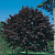 Клен остролистный 'Фассенс Блэк' (Acer platanoides 'Faassen's Black')