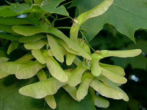 klen-ostrolistnyj-acer-platanoides-plod-kryladka